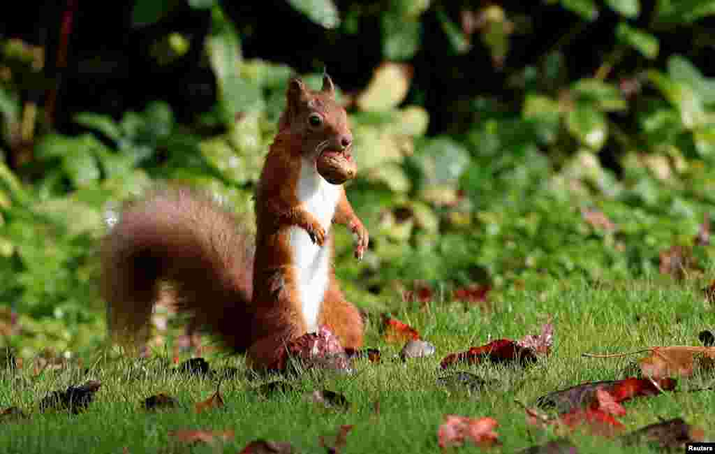 A red squirrel stockpiles walnuts in Pitlochry, Scotland, Oct. 8, 2019.
