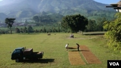 Petani tembakau di Temanggung, Jawa Tengah, menjemur rajangan tembakau panen pertama. (VOA/Nurhadi Sucahyo)