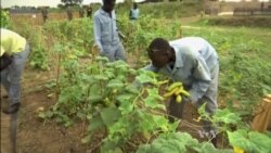 South Korean Peacekeepers Nurture South Sudan's New Farmers