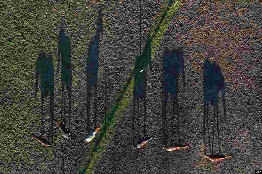 Shadows of horses are seen in their meadow in Saint-Gondran, western France.