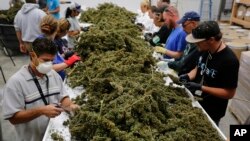 FILE - Farmworkers remove stems and leaves from newly harvested marijuana plants at Los Suenos Farms in Avondale, Colo., Oct. 4, 2016. Attorney General Jeff Sessions' move against legalized marijuana has some Trump voters up in arms.