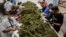 FILE - Farmworkers remove stems and leaves from newly harvested marijuana plants at Los Suenos Farms in Avondale, Colo., Oct. 4, 2016. Attorney General Jeff Sessions' move against legalized marijuana has some Trump voters up in arms.