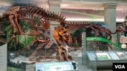 The skeleton of a Tyrannosaurus rex and other dinosaurs in the Deep Time exhibition in the Smithsonian National Museum of Natural History. (Deborah Block/VOA)