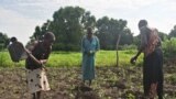 FILE - Farmers work in a field on the outskirts of Juba, Central Equatoria state, South Sudan, July 4, 2012.