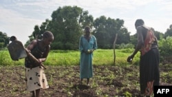 FILE - Farmers work in a field on the outskirts of Juba, Central Equatoria state, South Sudan, July 4, 2012.