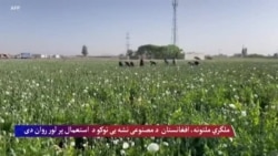 ملگري ملتونه، افغانستان کې د کوکنارو کمښت کم شوی خو د مصنوعی نشه یی توکو  استعمال پر لور روان دی
