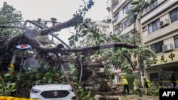 This picture taken and released by Taiwan’s Central News Agency (CNA) on October 31, 2024 shows a car under an uprooted tree at New Taipei City, as Typhoon Kong-rey neared the coast in Taitung.