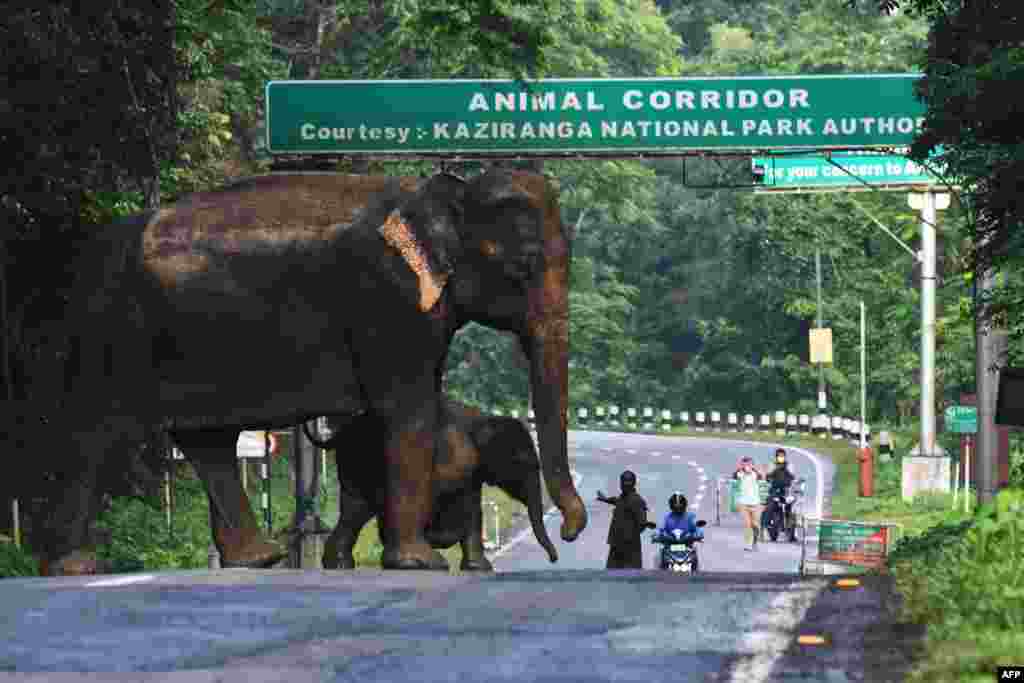 A a wild elephant and a calf cross the highway at the flood-affected Kaziranga National Park in India&#39;s northeast state of Assam. Around 90 percent of the famous Kaziranga National Park is under water, drowning several rhinos and wild boars.
