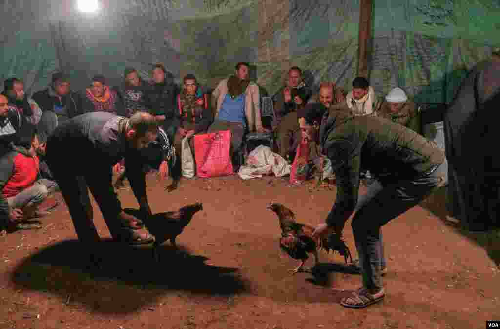 Referees release the fighting roosters at the beginning of the two-hour match. No one other than the referees is allowed into the arena, not even the owners of the fighting roosters. (H. Elrasam/VOA) 