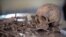 Human remains recovered from a mass grave in Somaliland are arranged for analysis by forensic investigators. (J. Patinkin/VOA)