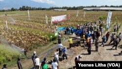 Hamparan areal tanaman jagung dan padi gogo siap panen yang dikembangkan oleh Balai Pengkajian Teknologi Pertanian Balitbangtan dengan teknologi tumpang sari tanaman di desa Karawana, Kabupaten Sigi, Sulawesi Tengah (15/8). (Foto: VOA/Yoanes Litha) 