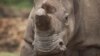 Conservationists Try to Save Rare Rhino