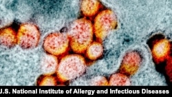 Each coronavirus virion is around 120 nanometers in diameter, meaning about 750 of them could fit across the width of a human hair. (Courtesy: U.S. National Institute of Allergy and Infectious Diseases)