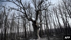 Burnt trees are left after a wildfire burned through a forest near Alexandroupoli, Greece, on Aug. 23, 2023.