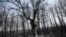 Burnt trees are left after a wildfire burned through a forest near Alexandroupoli, Greece, on Aug. 23, 2023.