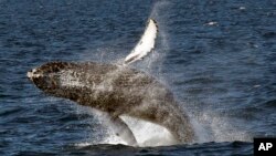 Une baleine à bosse prise en image lors de son saut spectaculaire du fond de la mer au large de la côte de Long Beach, samedi 11 juillet 2015.