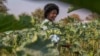 A villager harvests vegetables in a plot that is part of a climate-smart agriculture program funded by the United States Agency for International Development in Chipinge, Zimbabwe, on Thursday, Sept. 19, 2024. (AP Photo/Aaron Ufumeli)