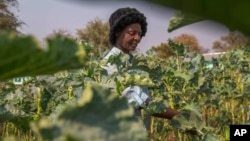 A villager harvests vegetables in a plot that is part of a climate-smart agriculture program funded by the United States Agency for International Development in Chipinge, Zimbabwe, on Thursday, Sept. 19, 2024. (AP Photo/Aaron Ufumeli)