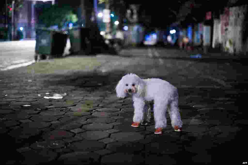 A poodle wearing small booties stands near its owner at a sidewalk in downtown Hanoi, Vietnam.