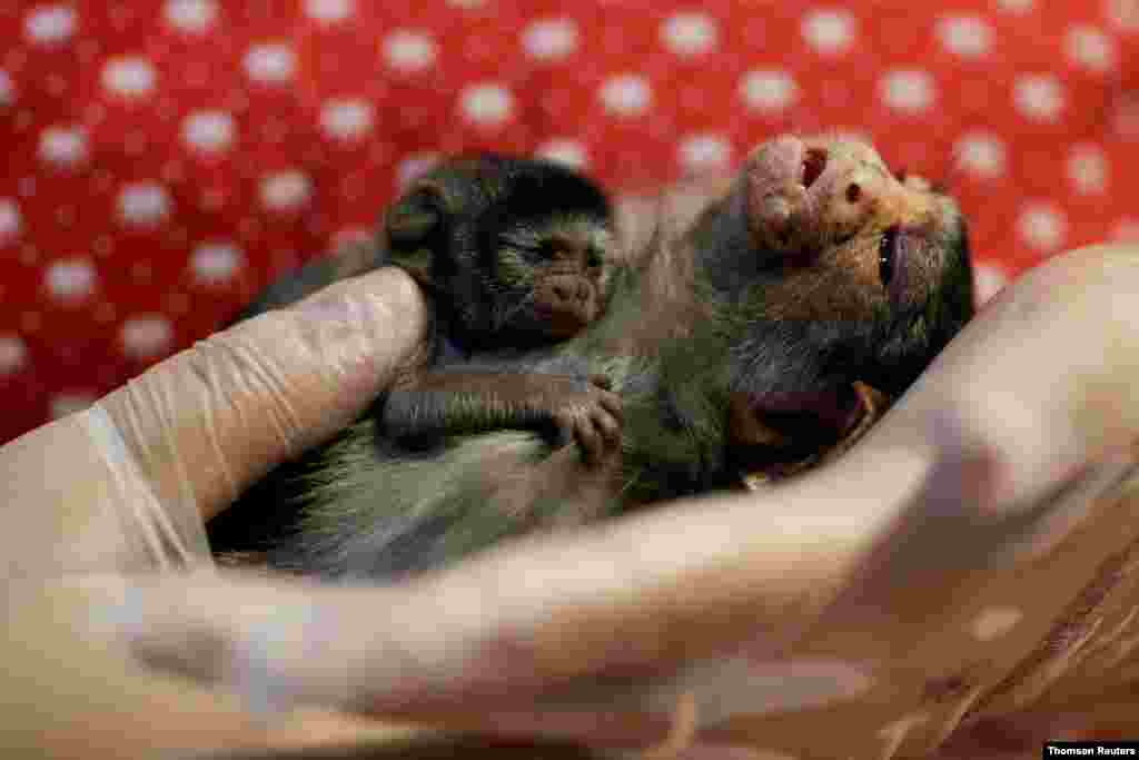 브라질 포르토벨료의 한 동물병원에서 수의사가 구조된 론돈마모셋 원숭이들을 돌보고 있다.