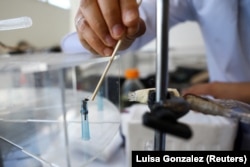 Andre Josafat Riveros led a team of researchers from the Faculty of Natural Sciences of the Universidad del Rosario. Here, he feeds a bee that is inside a test tube in a laboratory in Bogota, Colombia, October 17, 2024. (REUTERS/Luisa Gonzalez)