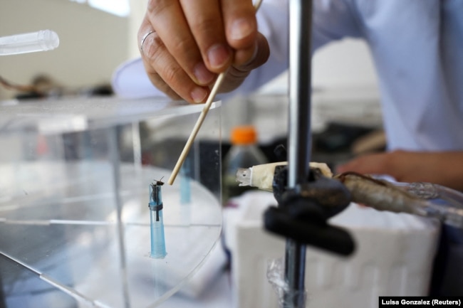 Andre Josafat Riveros led a team of researchers from the Faculty of Natural Sciences of the Universidad del Rosario. Here, he feeds a bee that is inside a test tube in a laboratory in Bogota, Colombia, October 17, 2024. (REUTERS/Luisa Gonzalez)