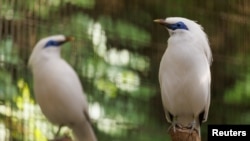 FILE - A pair of confiscated bali mynah birds are shown at the Los Angeles zoo in California, U.S.,October 27, 2023.