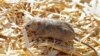 Plague of Ravenous, Destructive Mice Tormenting Australians