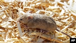A mouse sits on top of hay stored by Bruce Barnes on his family's farm near Bogan Gate, Australia, on May 20, 2021.