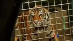 အင်ဒိုနီးရှားက တိရိစ္ဆာန်စောင့်ရှောက်ရေးဂေဟာ