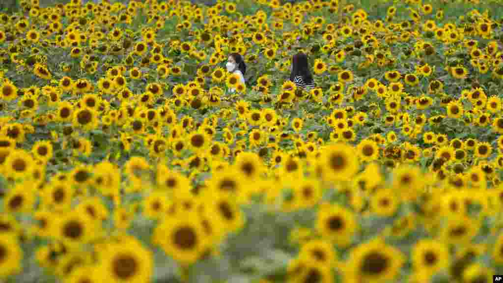 په جنوبي کوریا کې د لمرګل (افتاب پرست) ګلان &nbsp;