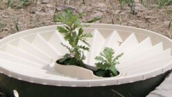 A tree growing in a Waterboxx