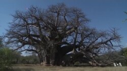 Africa’s Iconic Baobab Trees are Dying