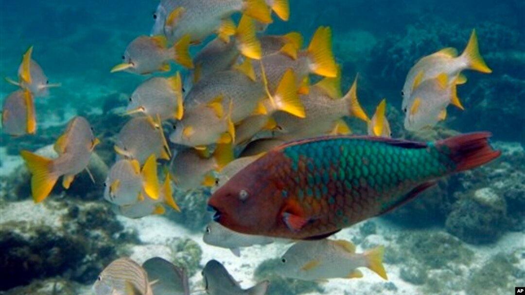 Many fish and other marine life are migrating toward cooler waters because of climate change.