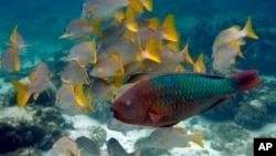 Many fish and other marine life are migrating toward cooler waters because of climate change.