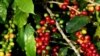 Mal comienzo para exportaciones de café en Nicaragua 