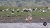 Residents on Kenya’s coast use app to track migratory birds