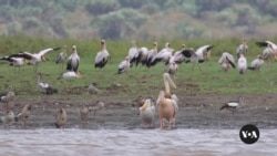 Residents connected  Kenya’s seashore  usage  app to way   migratory birds