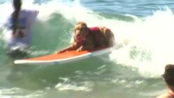 California Canines Hit Waves in Surf Competition