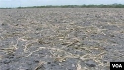 The severe drought in the United States is adding to concerns about world food supplies and prices