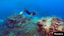 Seorang pria menyelam di kawasan yang disebut ‘Kebun Terumbu Karang’ dekat Pulau Lady Elliot, di Great Barrier Reef, timur laut kota Bundaberg, di Queensland, Australia, 11 Juni 2015 (foto: Reuters/David Gray/Foto Arsip)