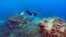 A man snorkels in an area called the "Coral Gardens" near Lady Elliot Island, on the Great Barrier Reef, off Queensland, Australia, June 11, 2015. Scientists recently found similar-looking coral reefs in much deeper water off Tasmania.