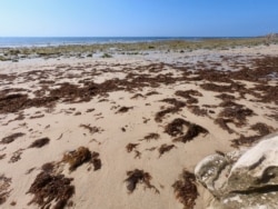 The invasive seaweed, an unwelcome arrival from the Asia Pacific, litters the sand at Valdevaqueros Beach, Tarifa. (Alfonso Beato/VOA)