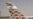 Pakistan's National Airline Deals with Passenger Backlog After Ash Cloud Delays