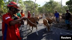 Tim pencari dan penyelamatan ternak membantu petani menaikkan ternak mereka ke dalam truk yang menghalangi jalan di dekat Gunung Agung, yang sedang dalam tingkat "Awas", dekat Kubu, Bali, Indonesia, 27 September 2017. (REUTERS / Darren Whiteside)