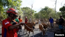 Tim pencari dan penyelamatan ternak membantu petani menaikkan ternak mereka ke dalam truk yang menghalangi jalan di dekat Gunung Agung, yang saini sudah memasuki fase kritis, dekat Kubu, Bali, 27 September 2017. (REUTERS / Darren Whiteside)