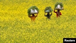 Women carry food for their cows through a mustard field on the far edge of Srinagar, India.