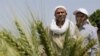 Egypt's Wheat Supply Adequate - Official