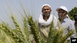 FILE: In this Monday, April 11, 2016 photo, Egyptian farmers stand in front of wheat crops on their land in Kafr Hamouda village, in Zagazig, 63 miles (100 kilometers) northeast of Cairo.