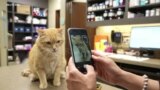 Aplikasi Pemantau Kesehatan Kucing saat di Rumah Saja
